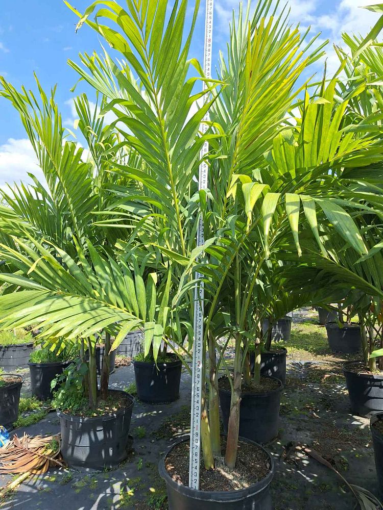 veitchia-merrillii-christmas-palm-adonidia-merrillii