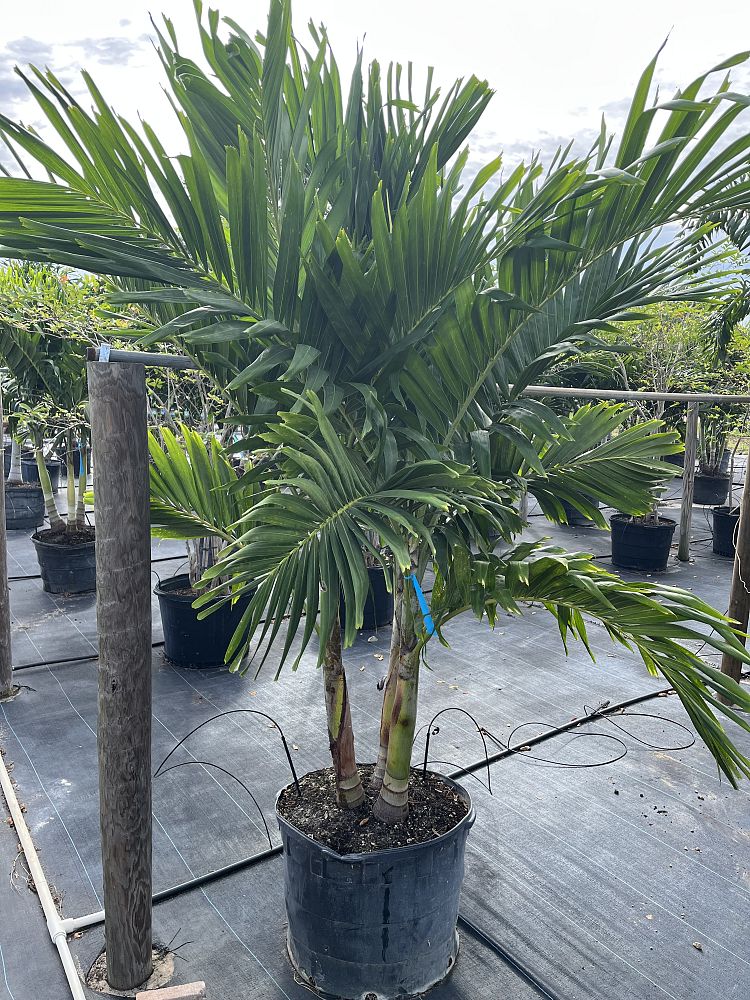 veitchia-merrillii-christmas-palm-adonidia-merrillii