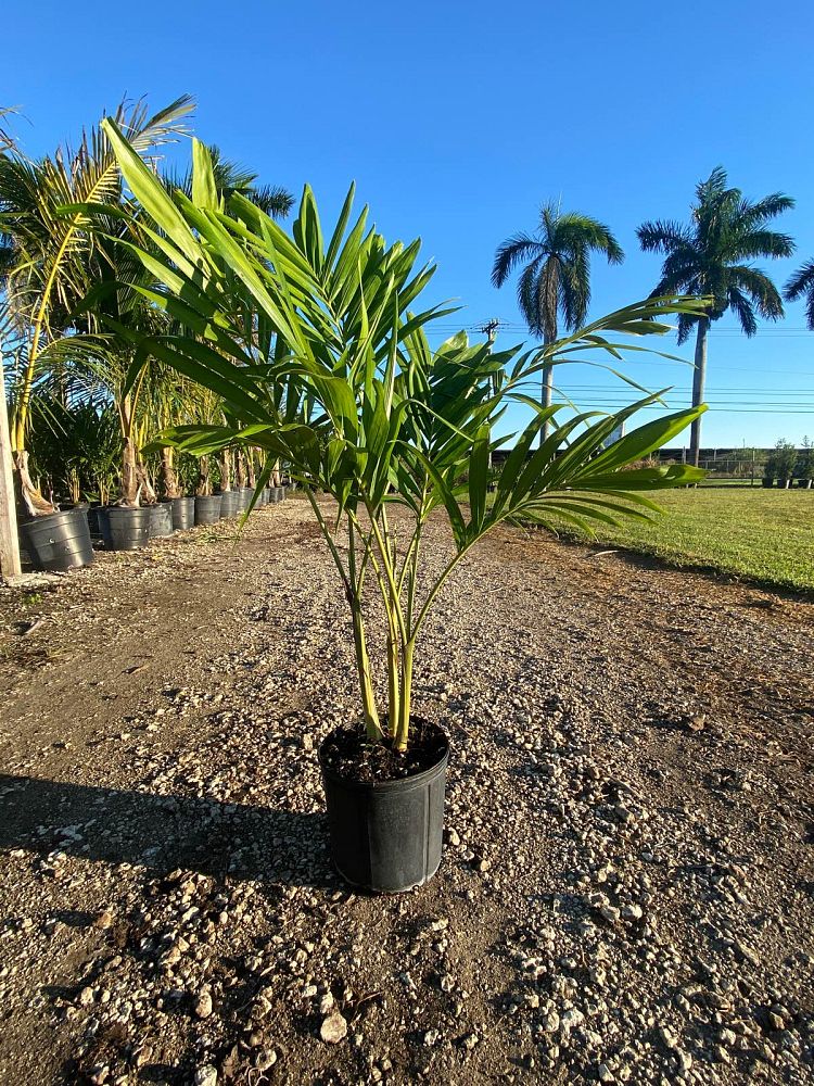 veitchia-merrillii-christmas-palm-adonidia-merrillii