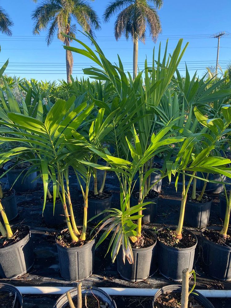 veitchia-merrillii-christmas-palm-adonidia-merrillii