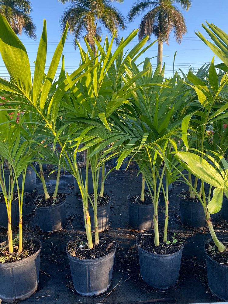 veitchia-merrillii-christmas-palm-adonidia-merrillii