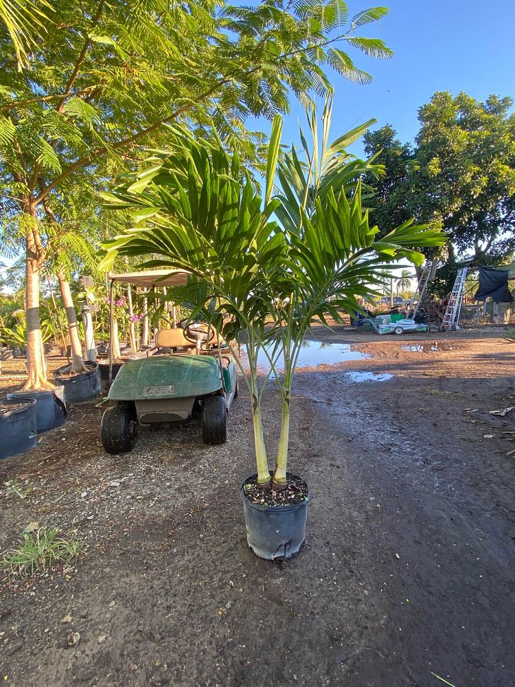 veitchia-merrillii-christmas-palm-adonidia-merrillii
