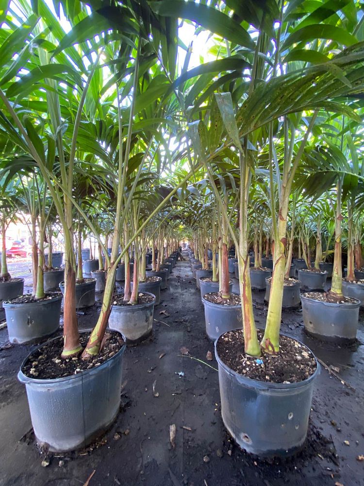 veitchia-merrillii-christmas-palm-adonidia-merrillii
