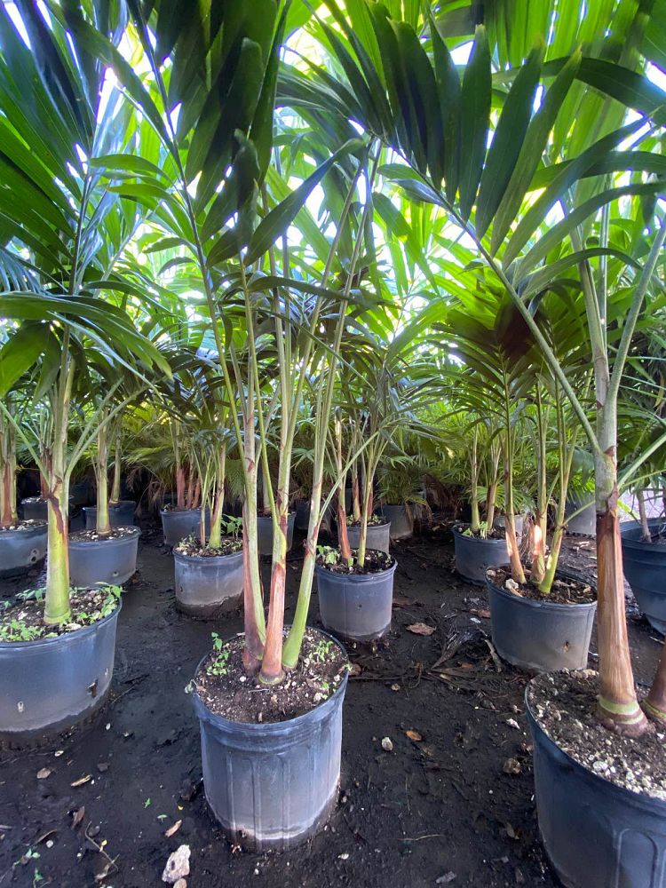 veitchia-merrillii-christmas-palm-adonidia-merrillii