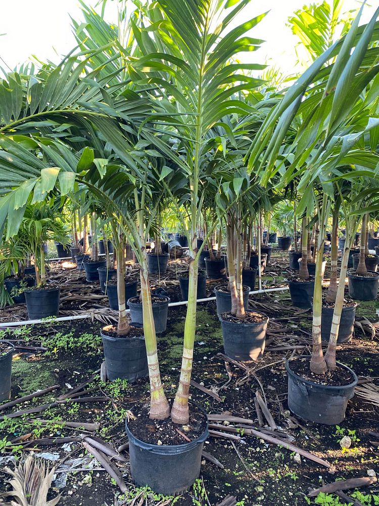 veitchia-merrillii-christmas-palm-adonidia-merrillii