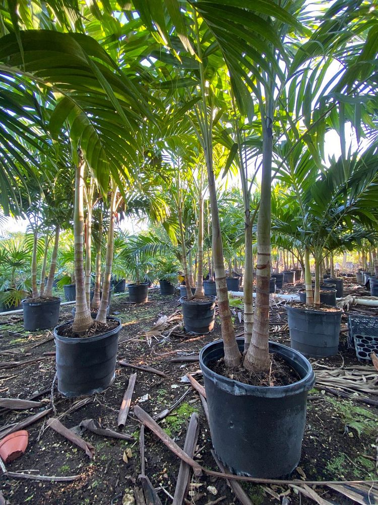 veitchia-merrillii-christmas-palm-adonidia-merrillii