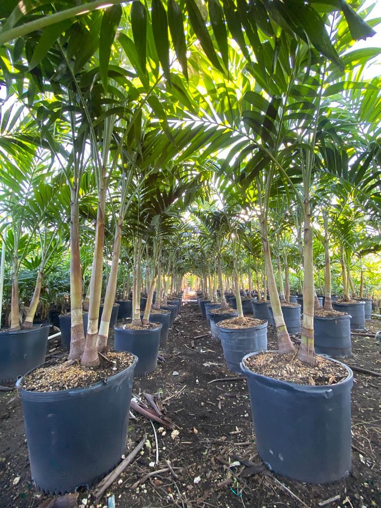 veitchia-merrillii-christmas-palm-adonidia-merrillii