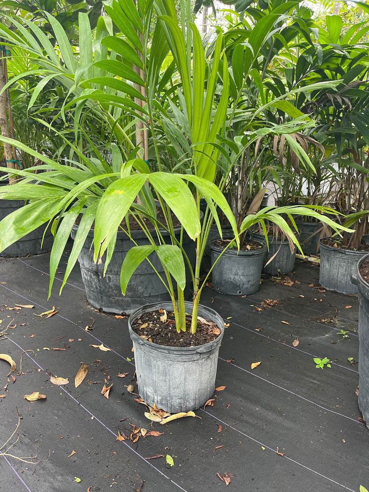 veitchia-merrillii-christmas-palm-adonidia-merrillii