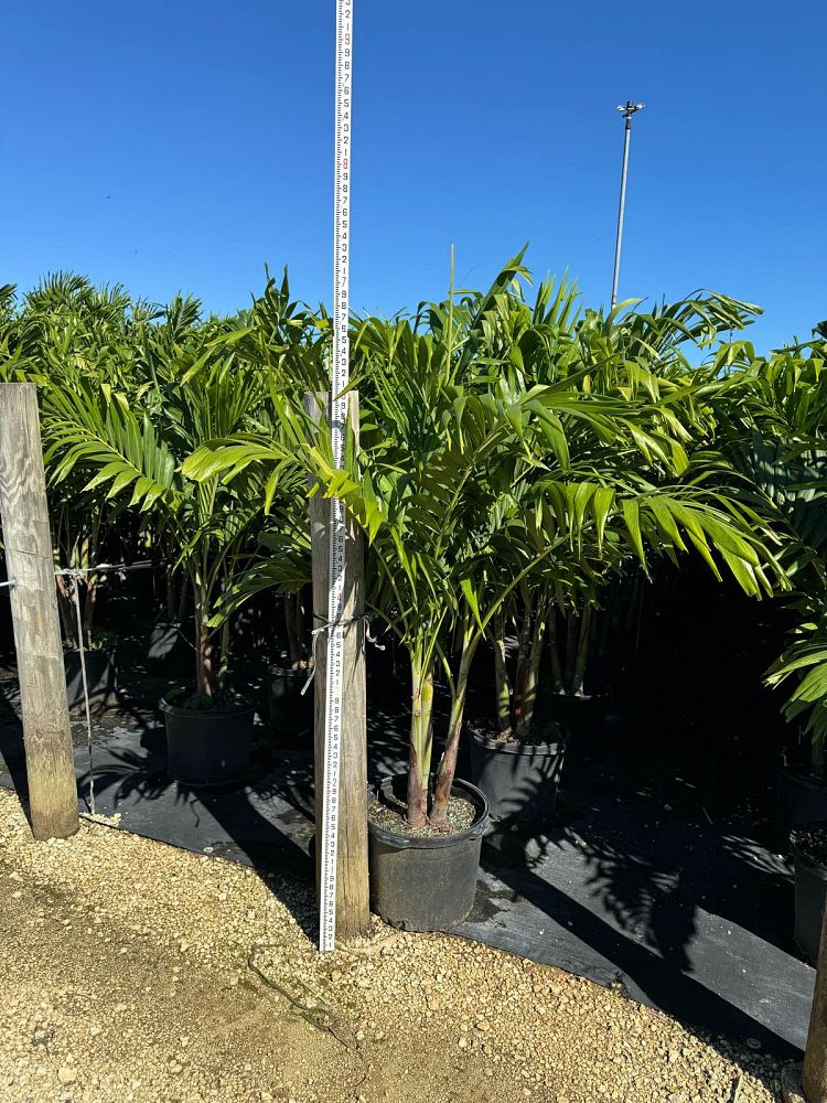 veitchia-merrillii-christmas-palm-adonidia-merrillii