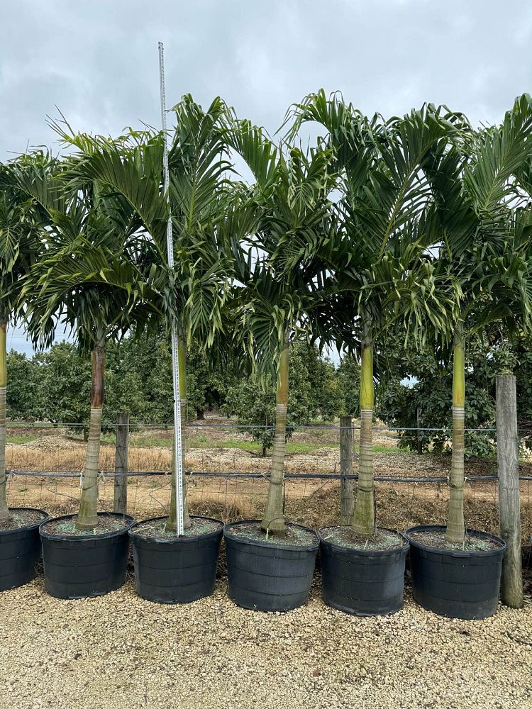 veitchia-merrillii-christmas-palm-adonidia-merrillii