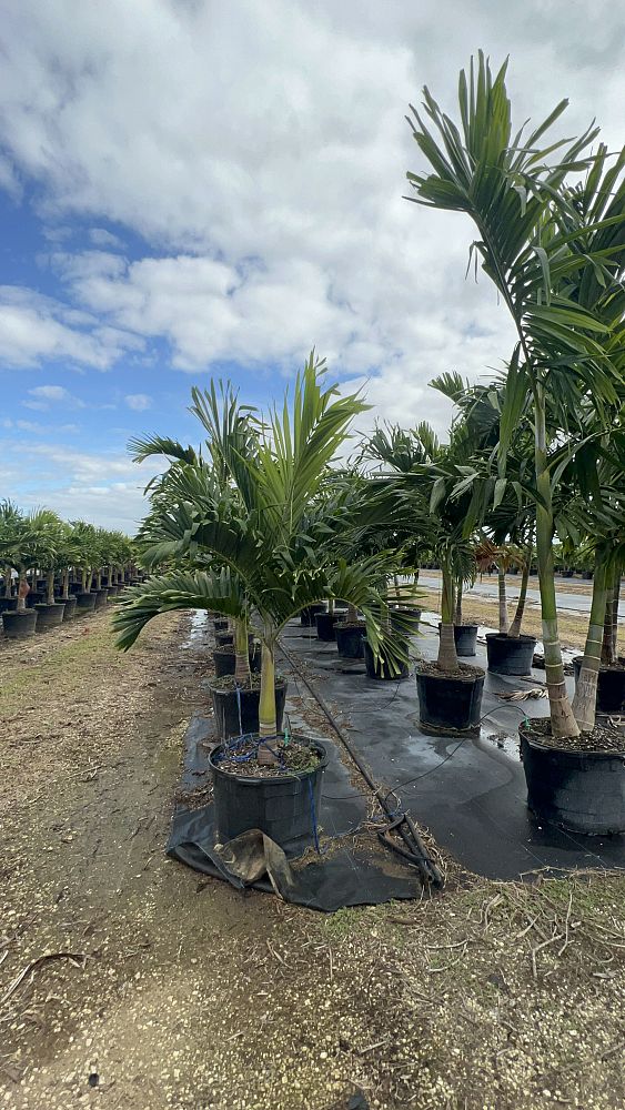 veitchia-merrillii-christmas-palm-adonidia-merrillii