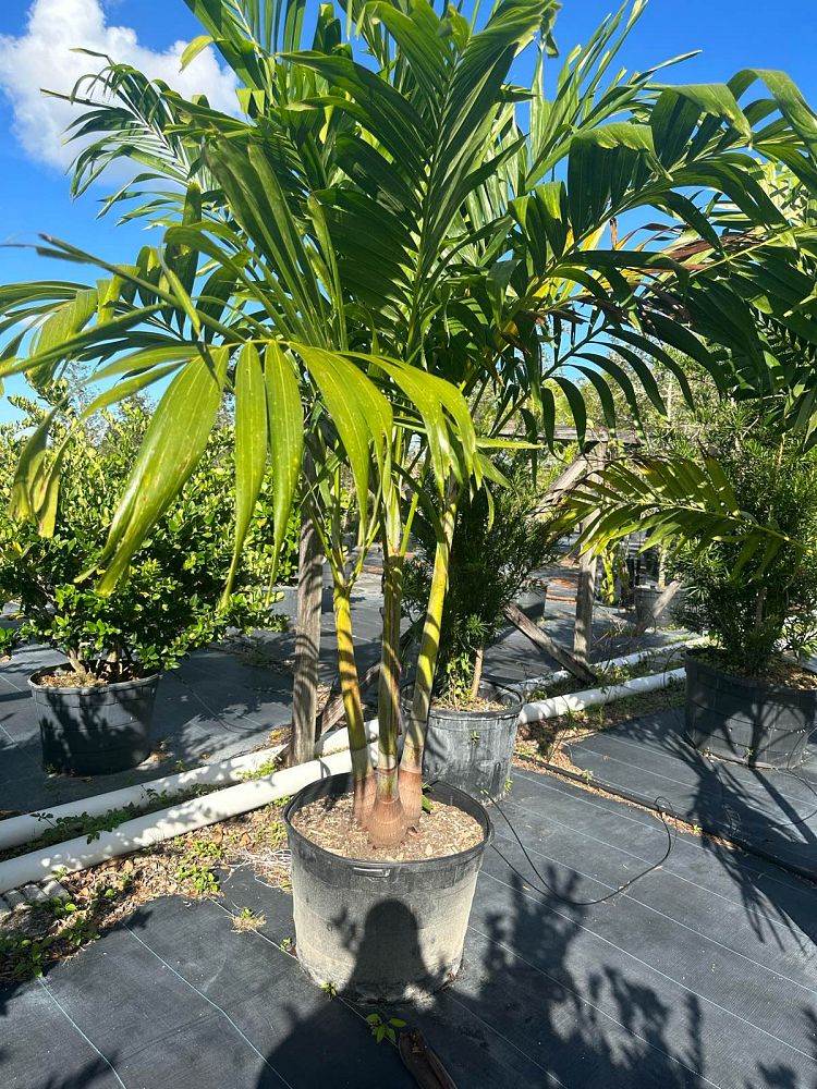veitchia-merrillii-christmas-palm-adonidia-merrillii