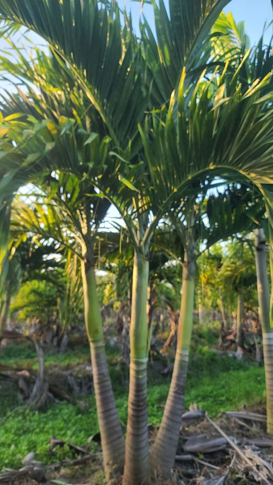 veitchia-merrillii-christmas-palm-adonidia-merrillii