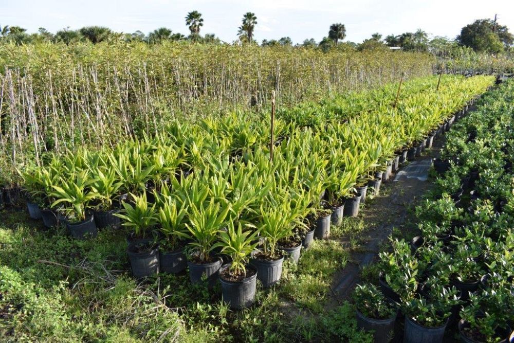 veitchia-merrillii-christmas-palm-adonidia-merrillii