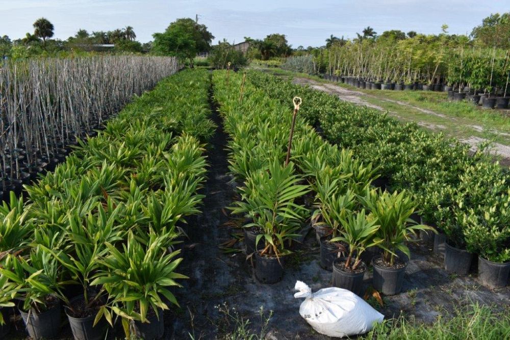 veitchia-merrillii-christmas-palm-adonidia-merrillii