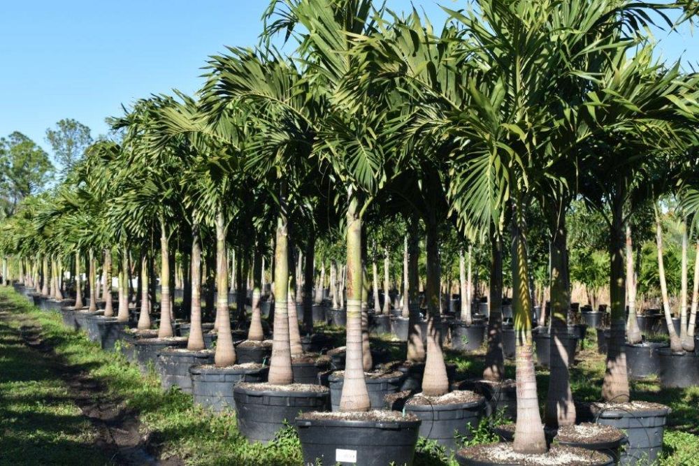 veitchia-merrillii-christmas-palm-adonidia-merrillii