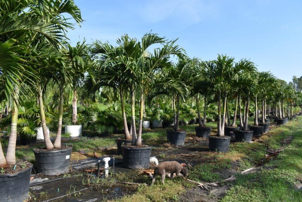veitchia-merrillii-christmas-palm-adonidia-merrillii