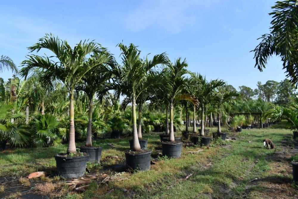 veitchia-merrillii-christmas-palm-adonidia-merrillii