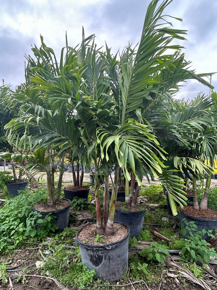 veitchia-merrillii-christmas-palm-adonidia-merrillii