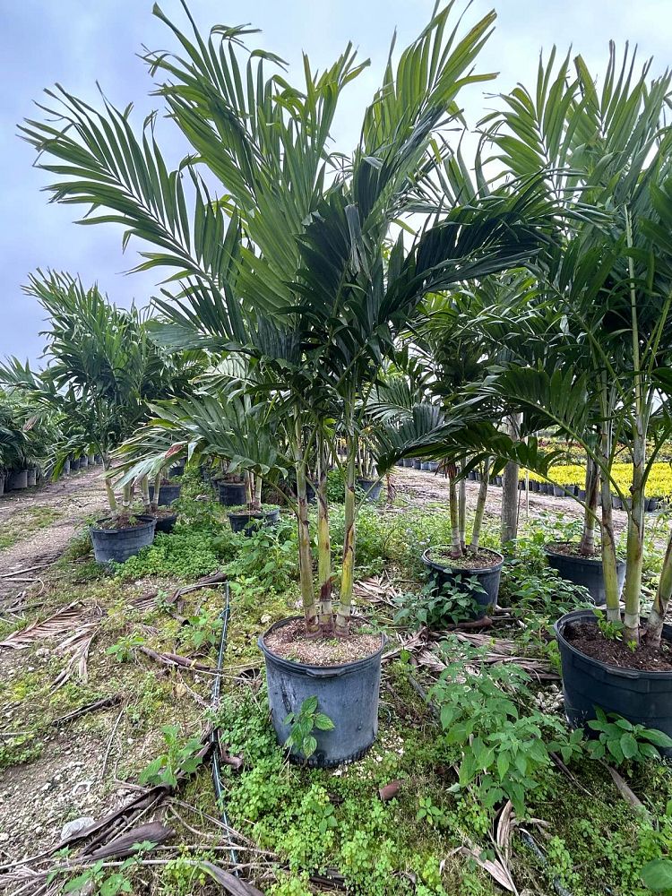 veitchia-merrillii-christmas-palm-adonidia-merrillii