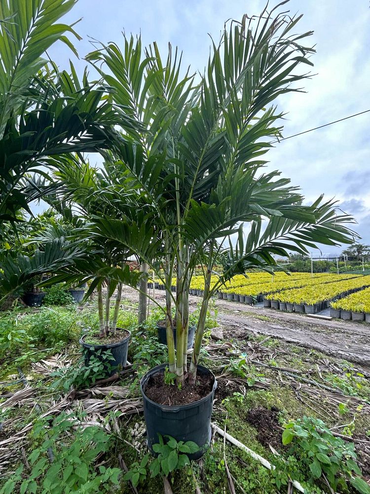 veitchia-merrillii-christmas-palm-adonidia-merrillii