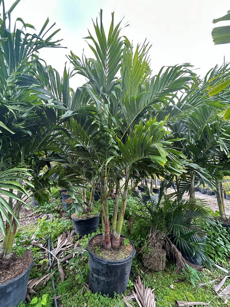 veitchia-merrillii-christmas-palm-adonidia-merrillii