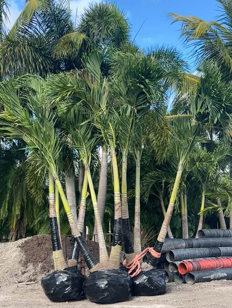 veitchia-merrillii-christmas-palm-adonidia-merrillii