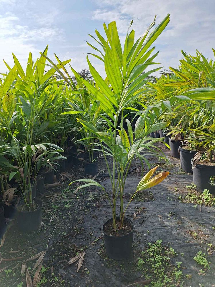 veitchia-merrillii-christmas-palm-adonidia-merrillii