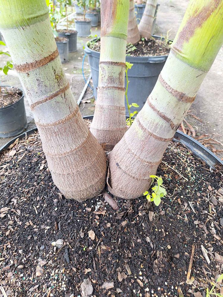 veitchia-merrillii-christmas-palm-adonidia-merrillii
