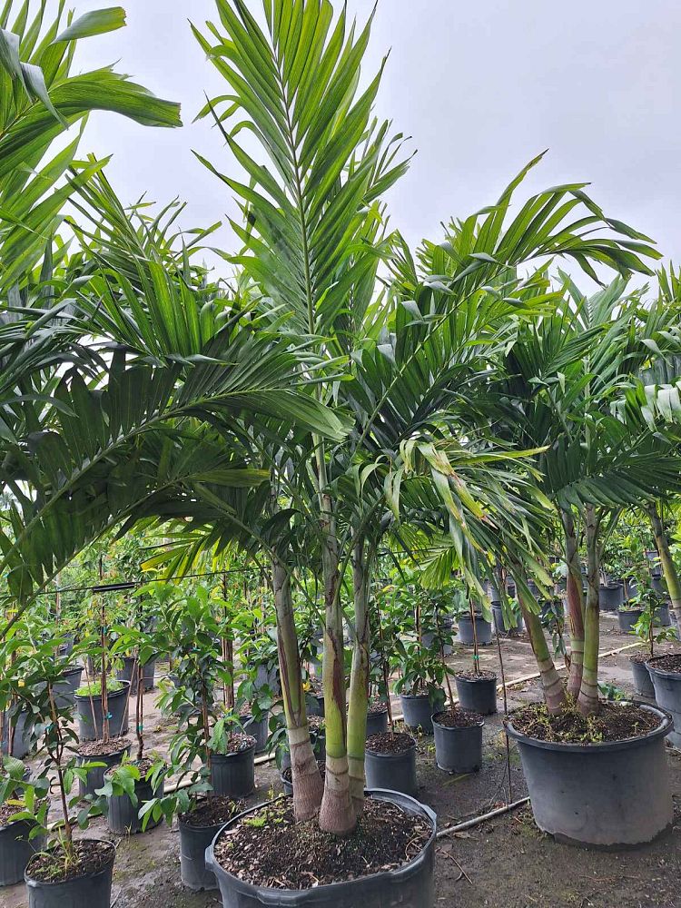 veitchia-merrillii-christmas-palm-adonidia-merrillii