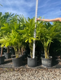 veitchia-merrillii-christmas-palm-adonidia-merrillii