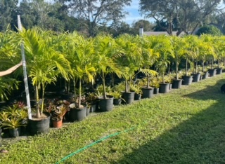 veitchia-merrillii-christmas-palm-adonidia-merrillii