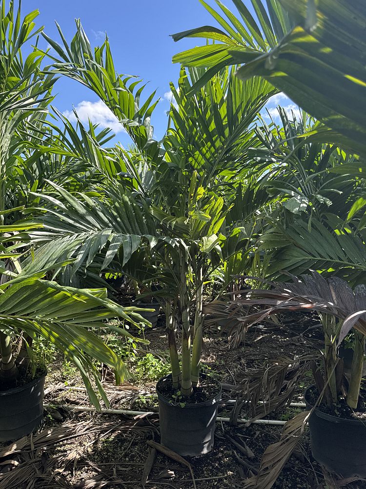 veitchia-merrillii-christmas-palm-adonidia-merrillii