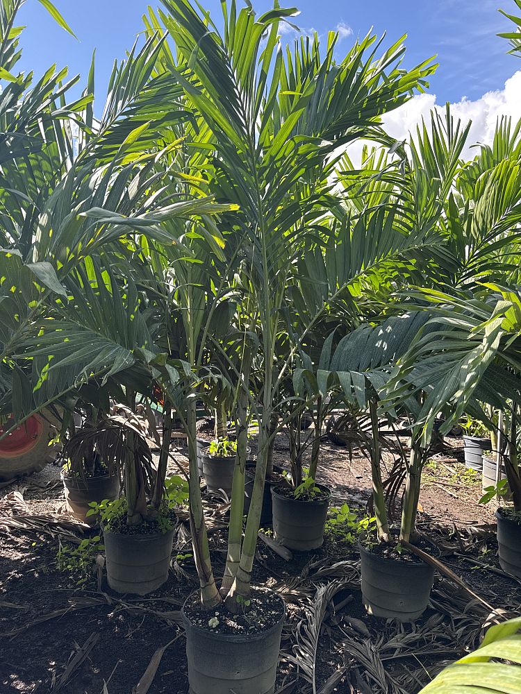veitchia-merrillii-christmas-palm-adonidia-merrillii
