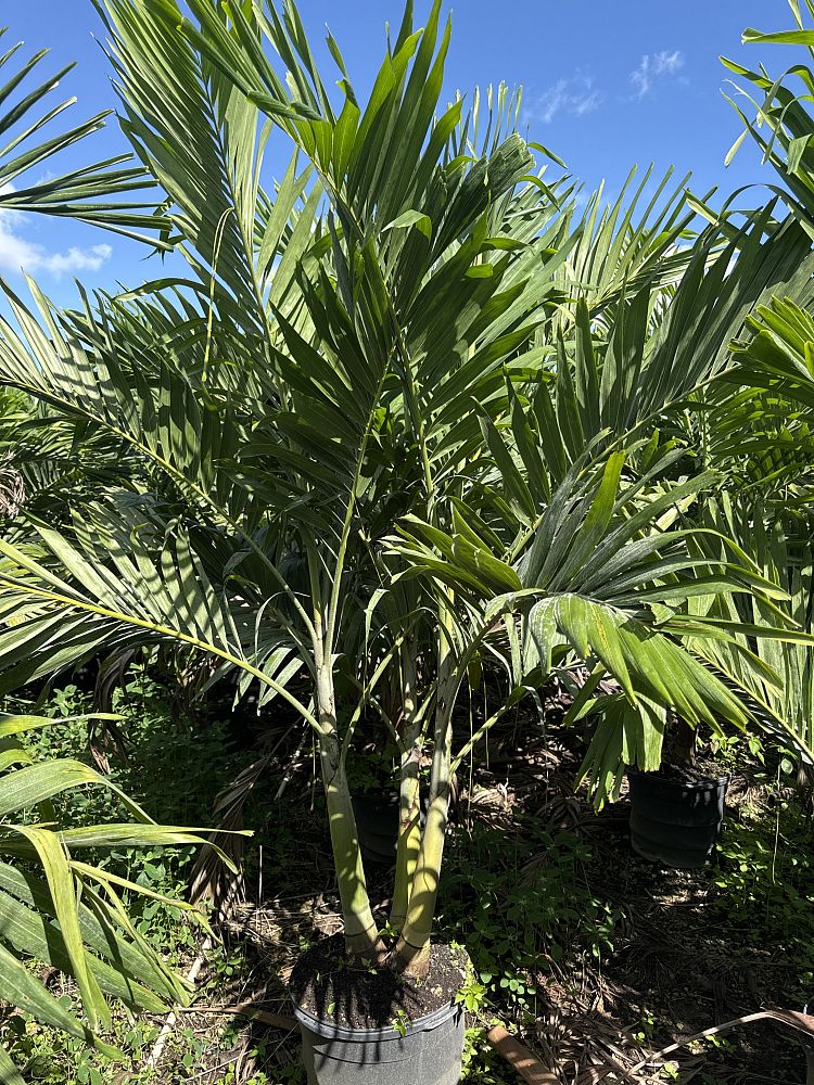 veitchia-merrillii-christmas-palm-adonidia-merrillii