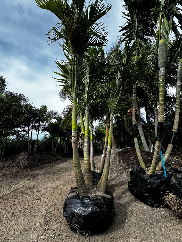 veitchia-merrillii-christmas-palm-adonidia-merrillii
