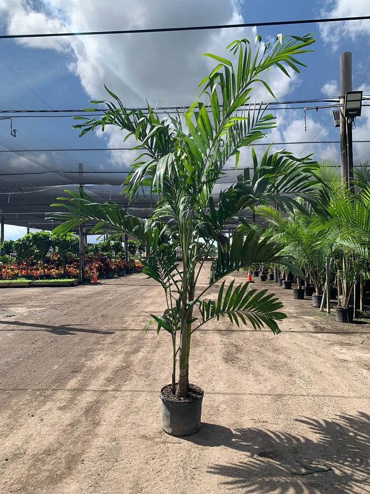 veitchia-merrillii-christmas-palm-adonidia-merrillii