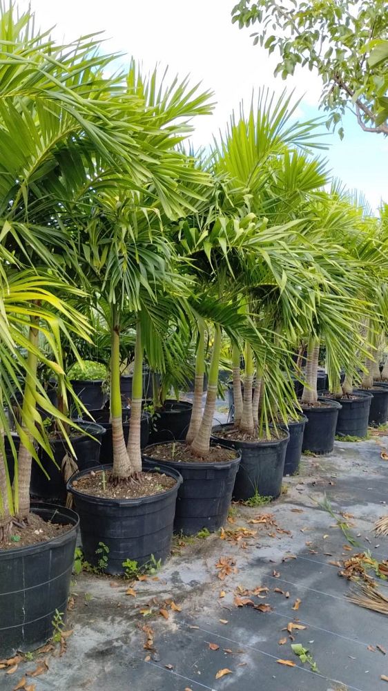 veitchia-merrillii-christmas-palm-adonidia-merrillii
