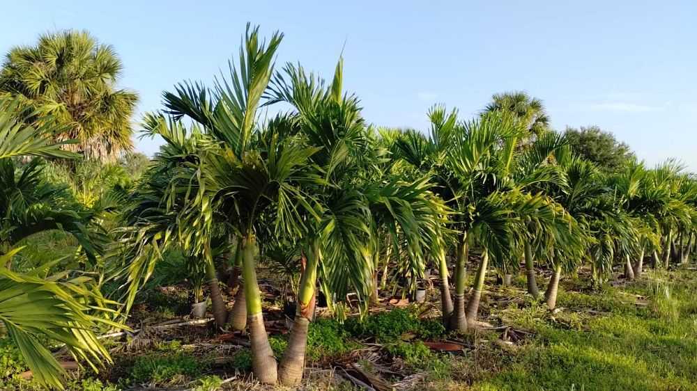 veitchia-merrillii-christmas-palm-adonidia-merrillii