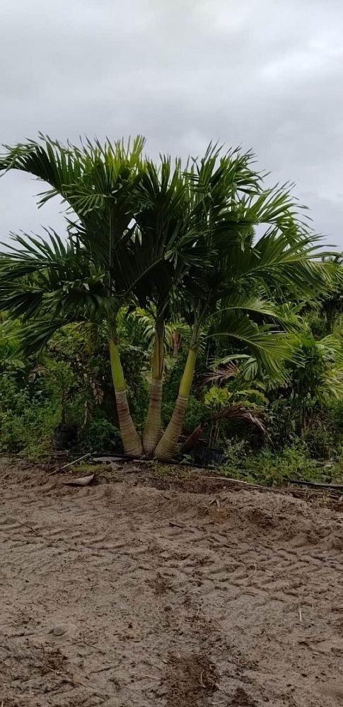 veitchia-merrillii-christmas-palm-adonidia-merrillii