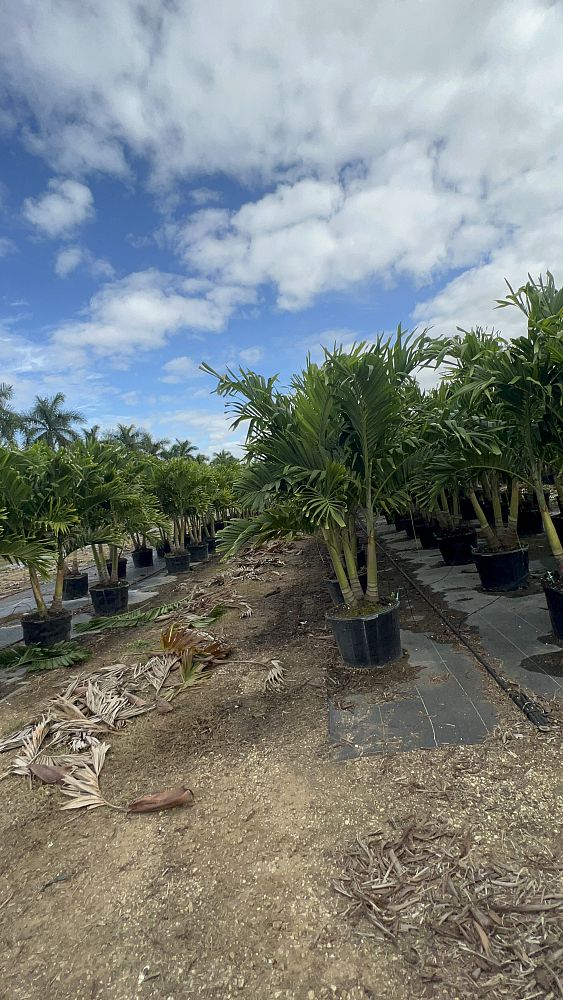veitchia-merrillii-christmas-palm-adonidia-merrillii