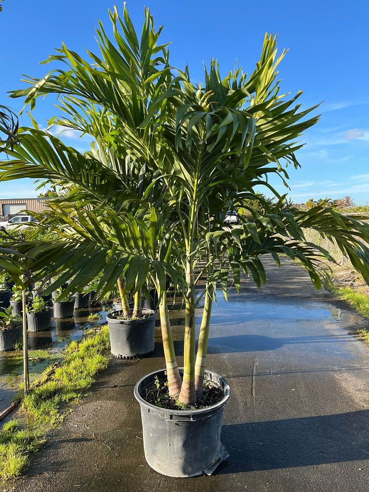 veitchia-merrillii-christmas-palm-adonidia-merrillii
