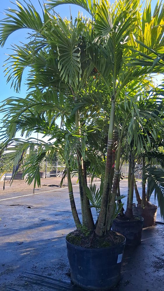 veitchia-merrillii-christmas-palm-adonidia-merrillii
