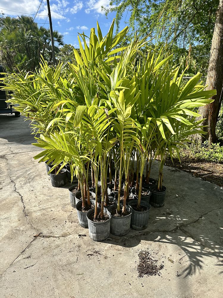 veitchia-merrillii-christmas-palm-adonidia-merrillii