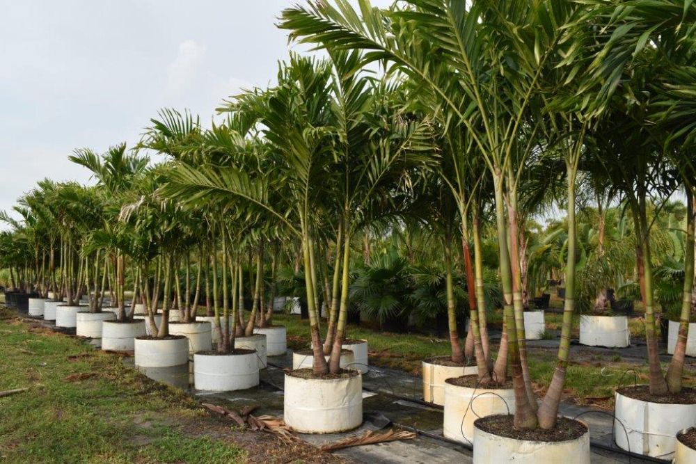 veitchia-merrillii-christmas-palm-adonidia-merrillii