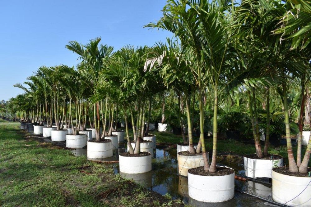 veitchia-merrillii-christmas-palm-adonidia-merrillii