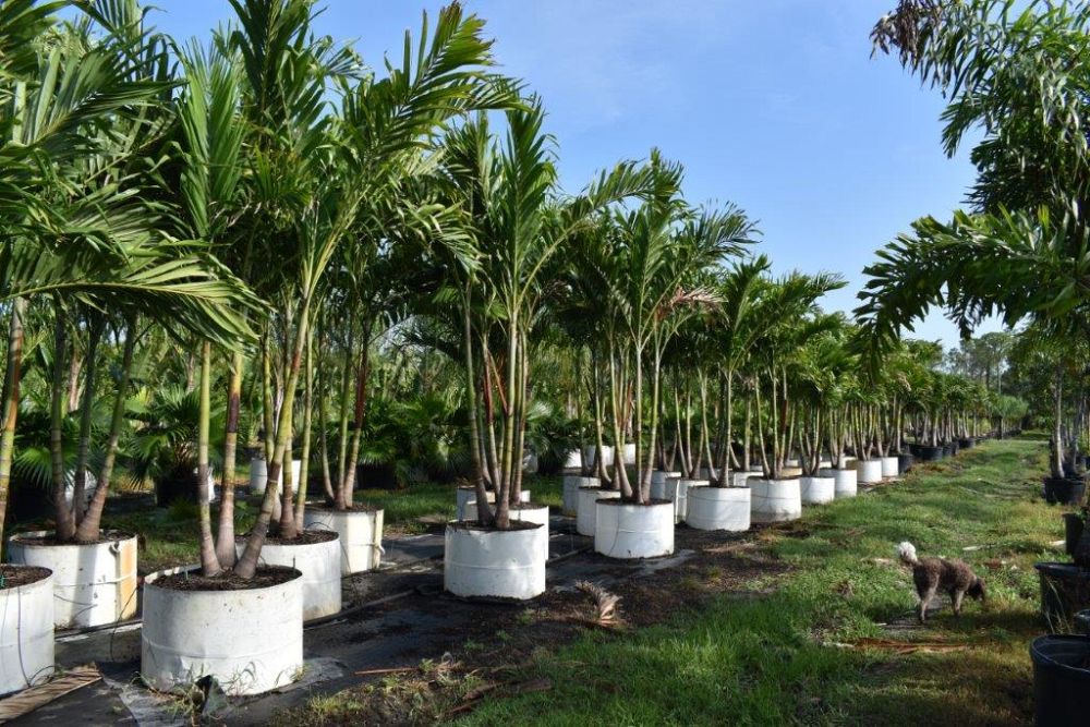 veitchia-merrillii-christmas-palm-adonidia-merrillii