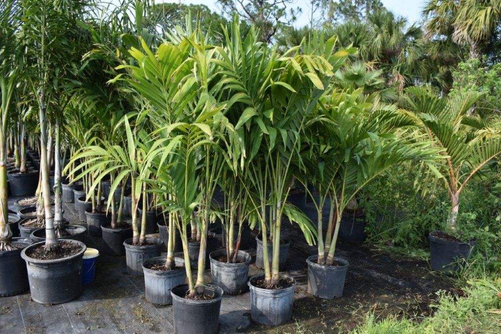 veitchia-merrillii-christmas-palm-adonidia-merrillii