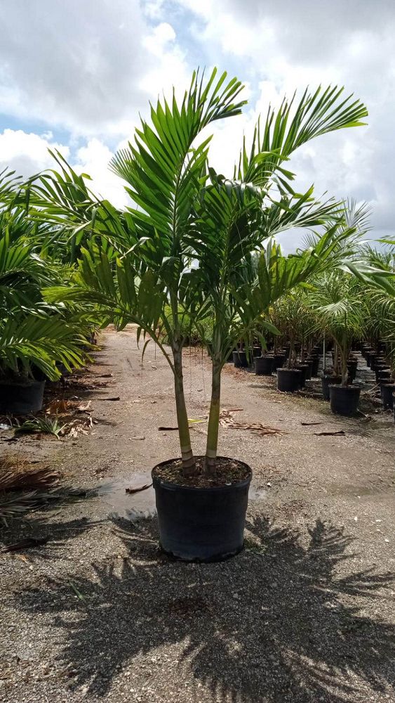 veitchia-merrillii-christmas-palm-adonidia-merrillii