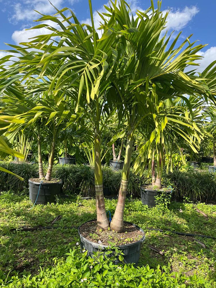 veitchia-merrillii-christmas-palm-adonidia-merrillii